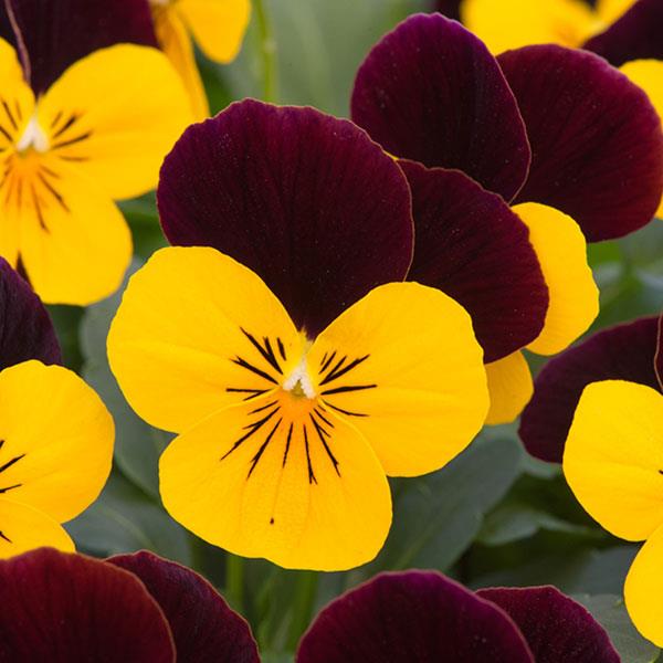 Sorbet<sup>®</sup> XP Yellow Burgundy Jump Up Bloom