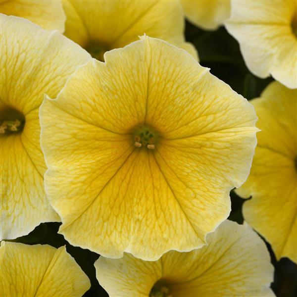 Petunia Bee's Knees Bloom