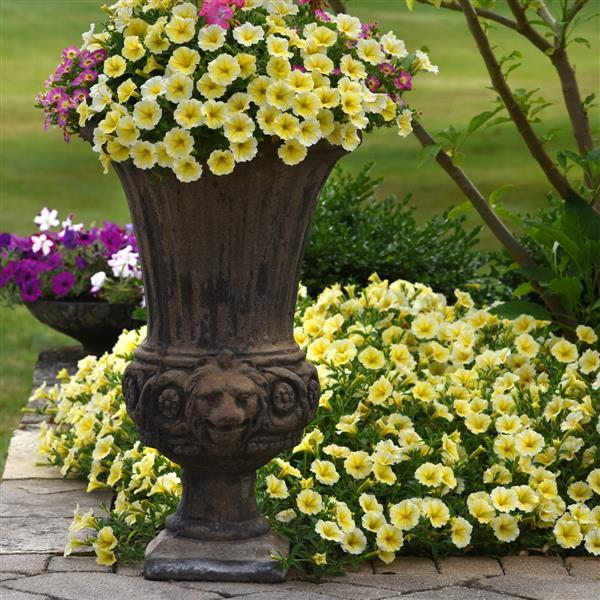 Petunia Bee's Knees Commercial Landscape 2