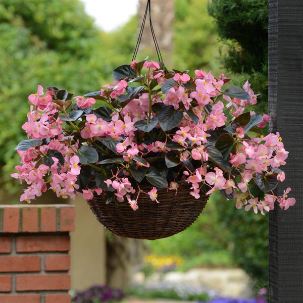 Megawatt™ Pink Bronze Leaf Basket
