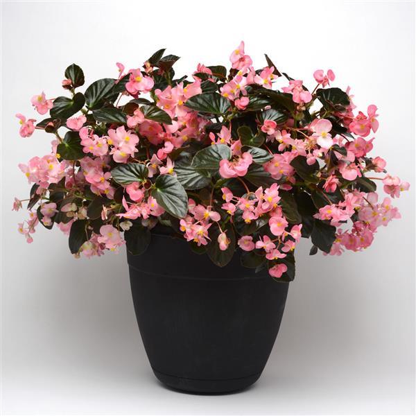 Megawatt™ Pink Bronze Leaf Container