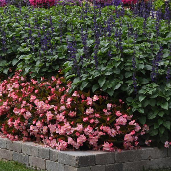 Megawatt™ Pink Bronze Leaf Landscape