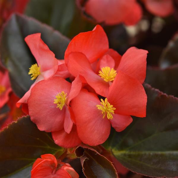 Megawatt™ Red Bronze Leaf Bloom