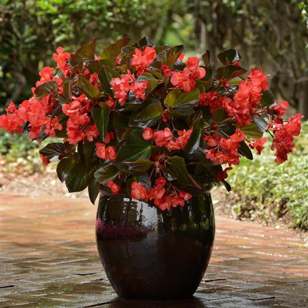 Megawatt™ Red Bronze Leaf Container
