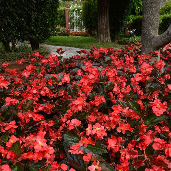 Megawatt™ Red Bronze Leaf Landscape