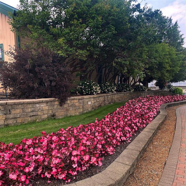 Megawatt™ Rose Bronze Leaf Commercial Landscape 1