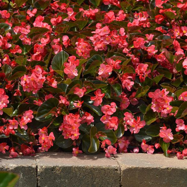 Megawatt™ Rose Bronze Leaf Commercial Landscape 2