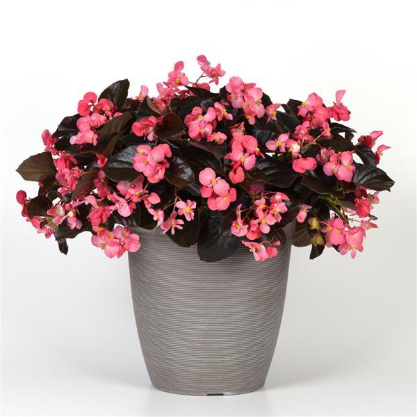 Megawatt™ Rose Bronze Leaf Container