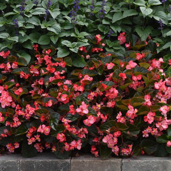 Megawatt™ Rose Bronze Leaf Landscape