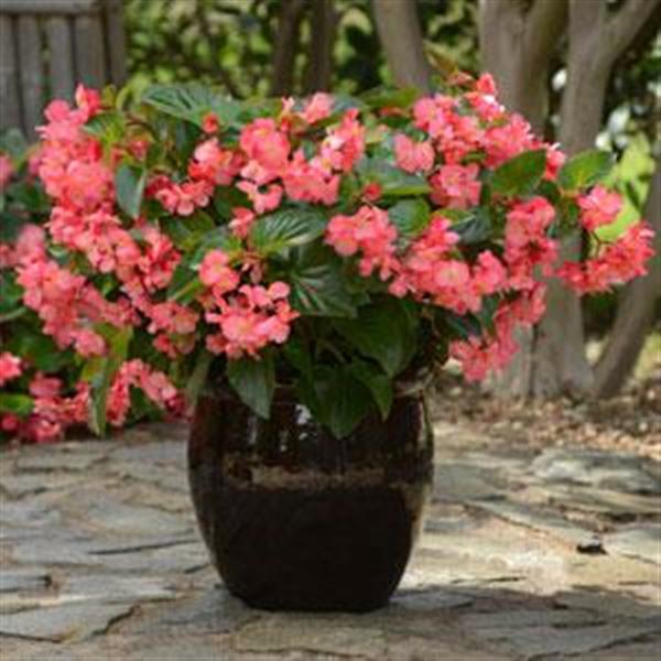 Megawatt™ Rose Green Leaf Container