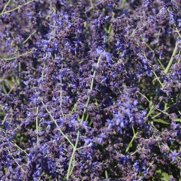 Perovskia CrazyBlue Bloom