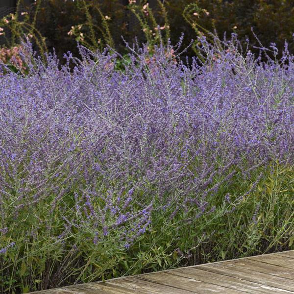 Perovskia CrazyBlue Commercial Landscape 1