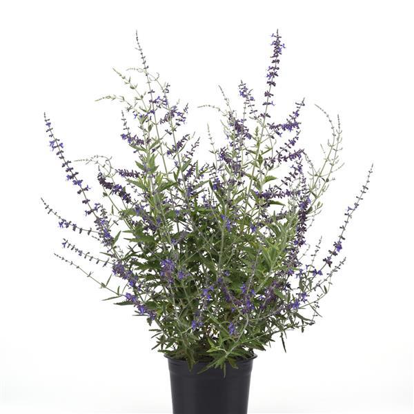 Perovskia CrazyBlue Container