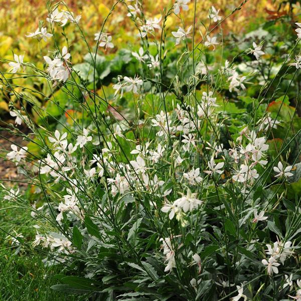 Gaura Sparkle White Landscape