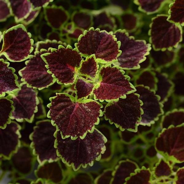 Coleus Burgundy Wedding Train Bloom