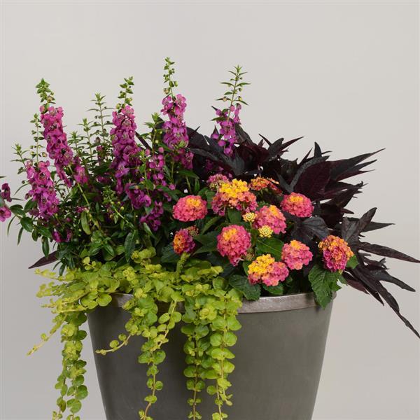 Little Lucky™ Hot Pink Container