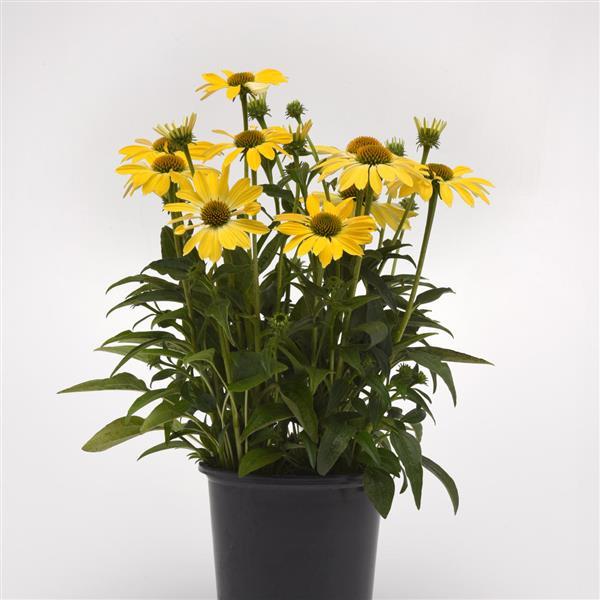 Sombrero<sup>®</sup> Summer Solstice Container