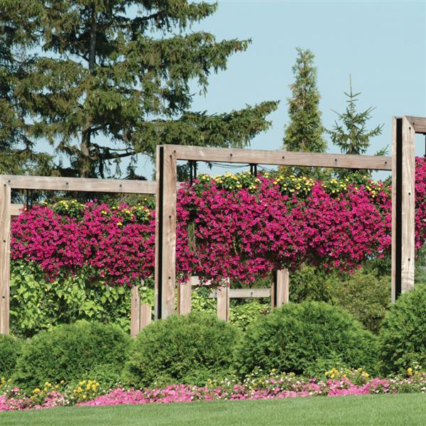 Wave<sup>®</sup> Purple Commercial Landscape 4