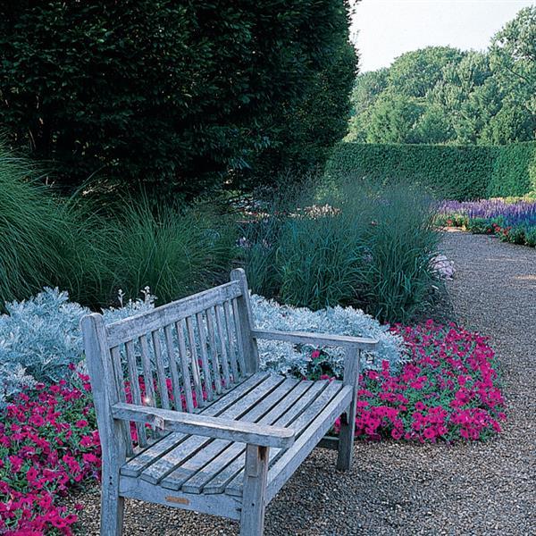 Wave<sup>®</sup> Purple Classic Commercial Landscape 4