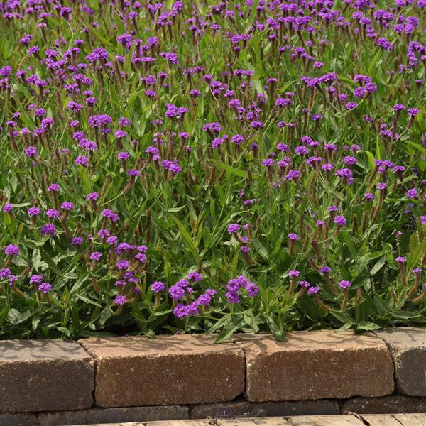 Verbena Santos Purple Commercial Landscape 1