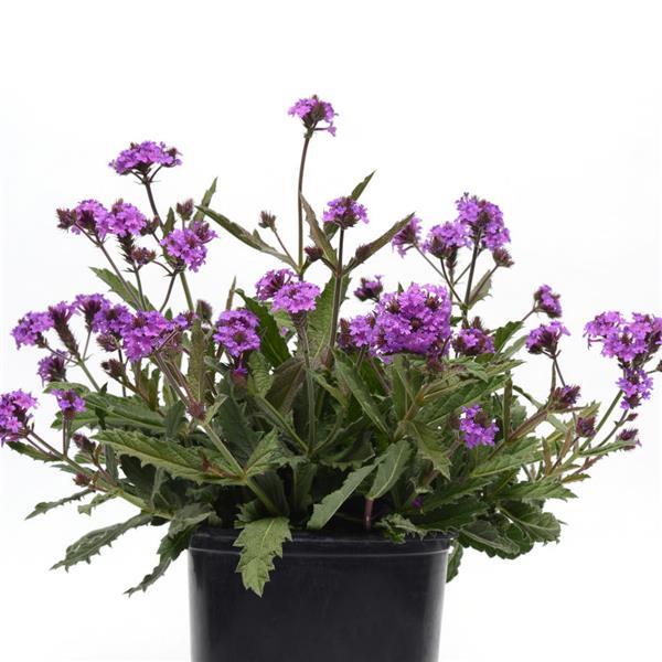 Verbena Santos Purple Container