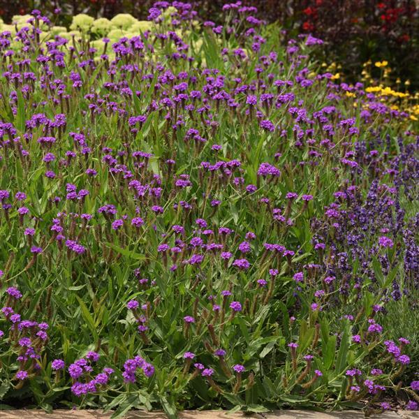 Verbena Santos Purple Landscape