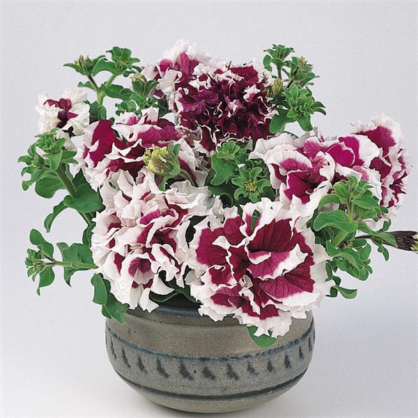 Pirouette Purple Container