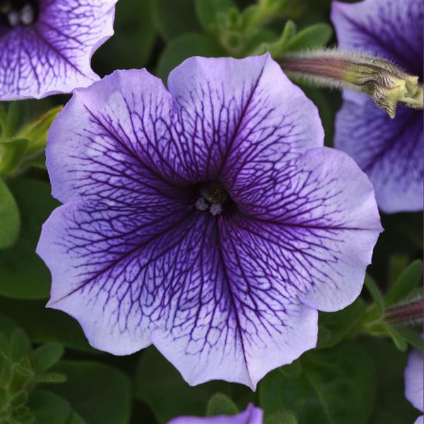 Madness<sup>®</sup> Blue Vein Bloom