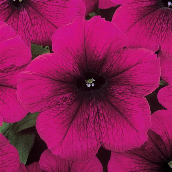 Madness<sup>®</sup> Burgundy Bloom