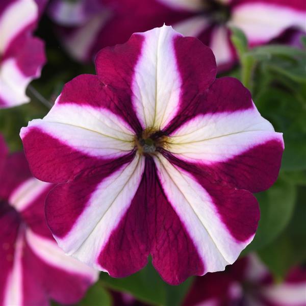 Madness<sup>®</sup> Burgundy Star Bloom