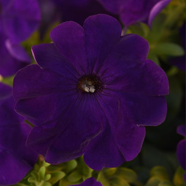 Madness<sup>®</sup> Midnight Bloom