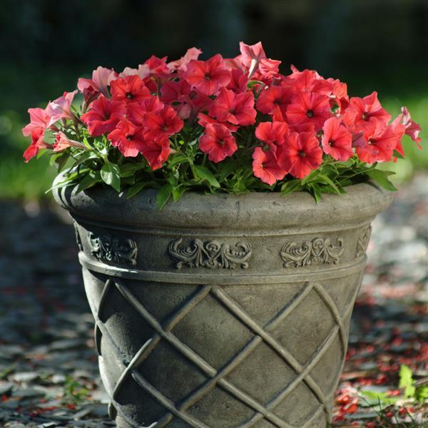Madness<sup>®</sup> Red Container