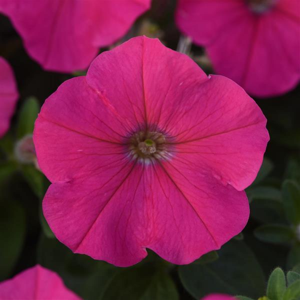 Madness<sup>®</sup> Rose Bloom