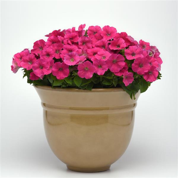 Madness<sup>®</sup> Rose Container