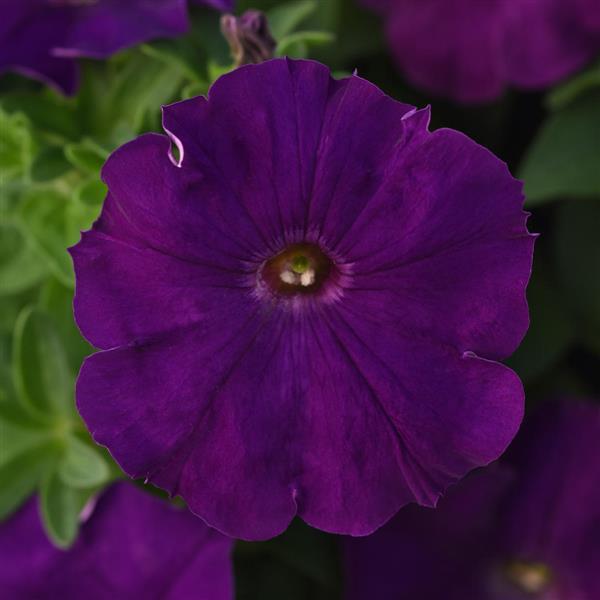 Madness<sup>®</sup> Royal Bloom