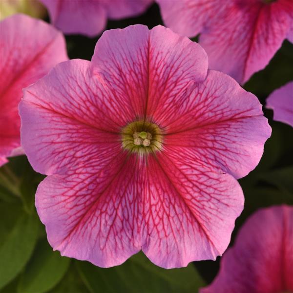 Madness<sup>®</sup> Sheer Bloom