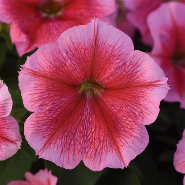 Madness<sup>®</sup> Summer Bloom