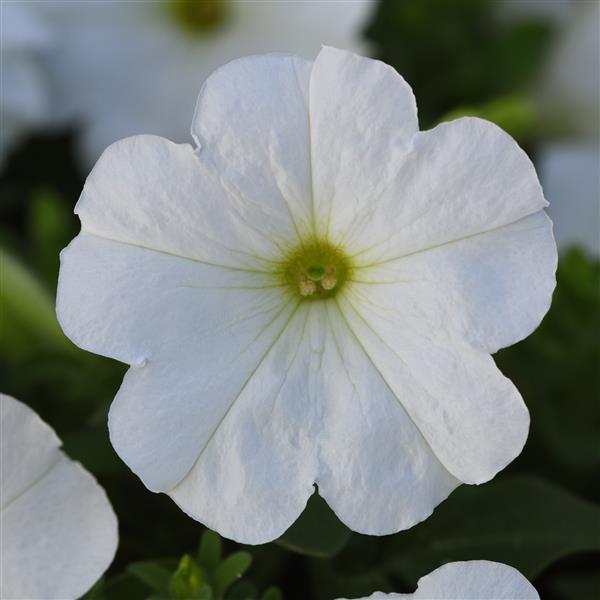 Madness<sup>®</sup> White Bloom