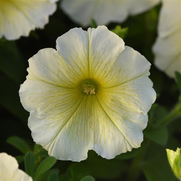 Madness<sup>®</sup> Yellow Bloom