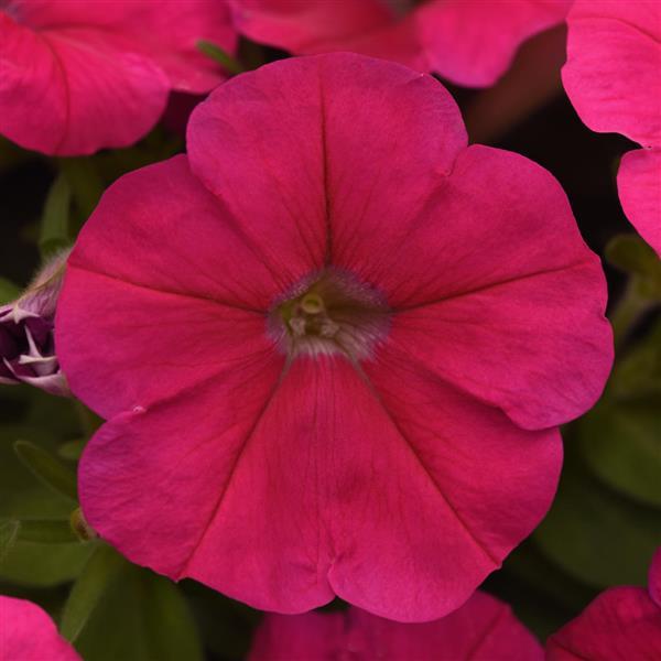 Madness<sup>®</sup> Deep Rose Bloom