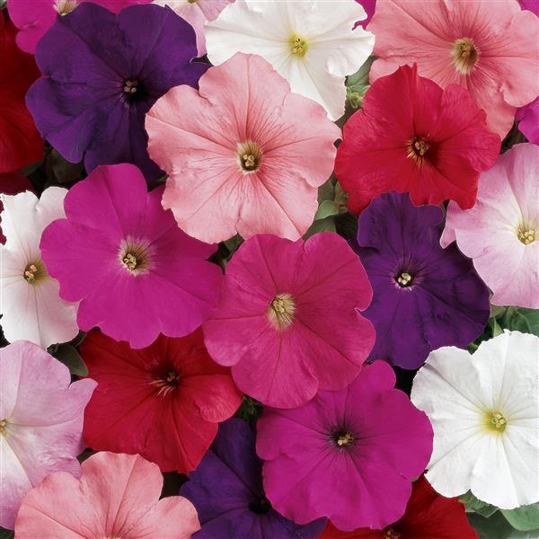 Madness<sup>®</sup> Clear Mixture Bloom