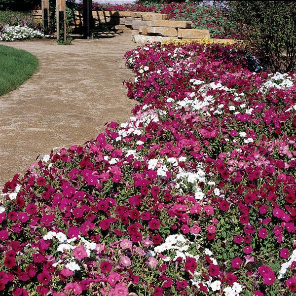 Madness<sup>®</sup> Merlot Mixture Landscape