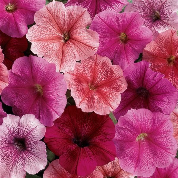 Madness<sup>®</sup> Just Mixture Bloom