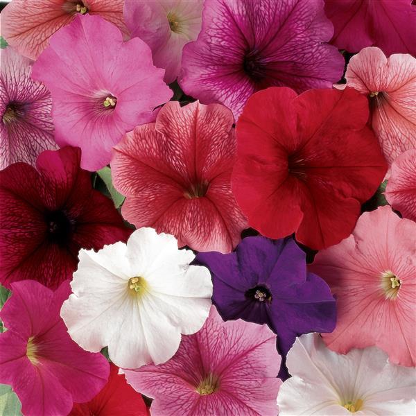 Madness<sup>®</sup> Total Mixture Bloom