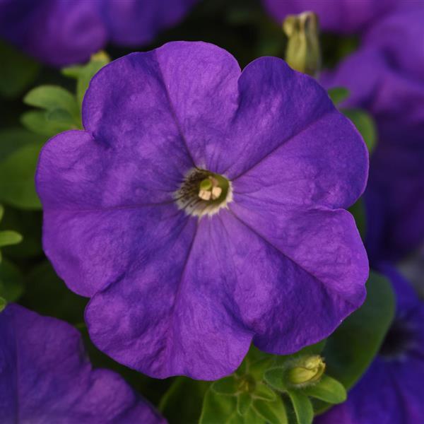 Madness<sup>®</sup> Mid-Blue Bloom