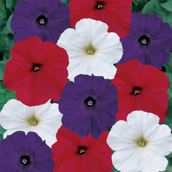 Madness<sup>®</sup> Old Glory Mixture Bloom