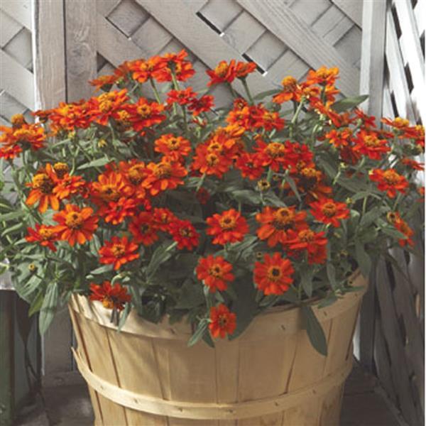 Profusion Fire Container