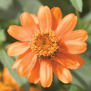 Profusion Orange Bloom