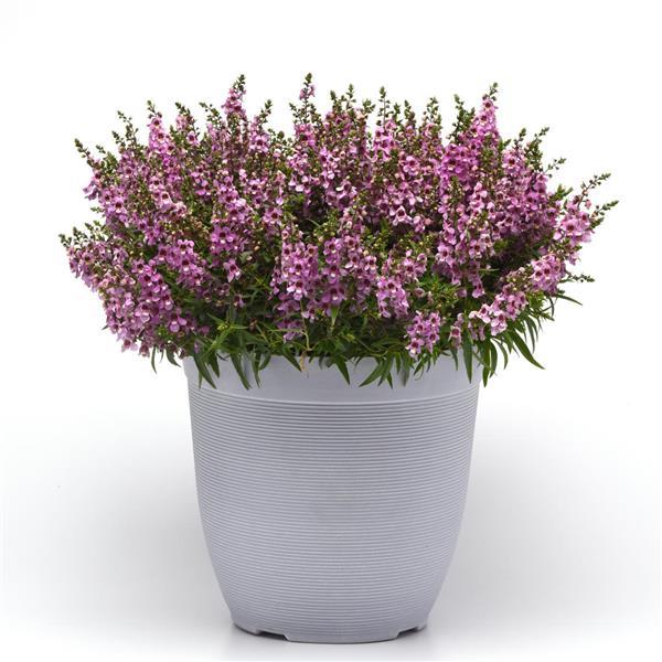Serenita<sup>®</sup> Lavender Container