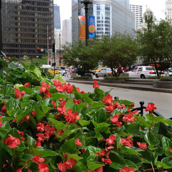 Dragon Wing<sup>®</sup> Red Commercial Landscape 3